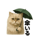 【梅雨入り】雨の日のペルシャ猫の会話（個別スタンプ：10）