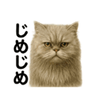 【梅雨入り】雨の日のペルシャ猫の会話（個別スタンプ：11）