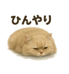 【梅雨入り】雨の日のペルシャ猫の会話（個別スタンプ：13）