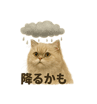 【梅雨入り】雨の日のペルシャ猫の会話（個別スタンプ：14）