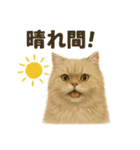 【梅雨入り】雨の日のペルシャ猫の会話（個別スタンプ：15）