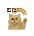 【梅雨入り】雨の日のペルシャ猫の会話（個別スタンプ：16）