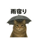 【梅雨入り】雨の日のサイベリアンの会話（個別スタンプ：11）
