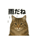 【梅雨入り】雨の日のサイベリアンの会話（個別スタンプ：13）