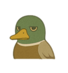 ジーっと目 鳥編（個別スタンプ：3）