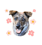 野犬の子カノア-毎日使える定番スタンプ-（個別スタンプ：1）