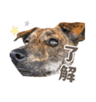 野犬の子カノア-毎日使える定番スタンプ-（個別スタンプ：6）