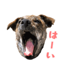 野犬の子カノア-毎日使える定番スタンプ-（個別スタンプ：7）