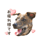 野犬の子カノア-毎日使える定番スタンプ-（個別スタンプ：8）