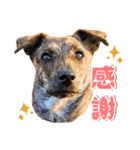 野犬の子カノア-毎日使える定番スタンプ-（個別スタンプ：10）