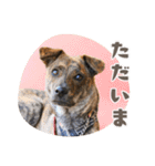 野犬の子カノア-毎日使える定番スタンプ-（個別スタンプ：15）