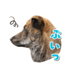 野犬の子カノア-毎日使える定番スタンプ-（個別スタンプ：16）