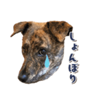 野犬の子カノア-毎日使える定番スタンプ-（個別スタンプ：19）