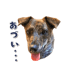 野犬の子カノア-毎日使える定番スタンプ-（個別スタンプ：20）