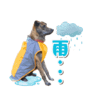 野犬の子カノア-毎日使える定番スタンプ-（個別スタンプ：21）