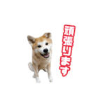 愉快な仲間たち実写版（個別スタンプ：6）