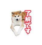 愉快な仲間たち実写版（個別スタンプ：7）
