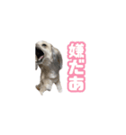 愉快な仲間たち実写版（個別スタンプ：14）