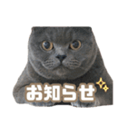 愉快な仲間たち実写版（個別スタンプ：16）
