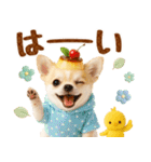 ラフな敬語の癒しチワワ（個別スタンプ：3）