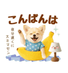 ラフな敬語の癒しチワワ（個別スタンプ：8）