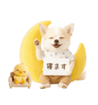 ラフな敬語の癒しチワワ（個別スタンプ：15）