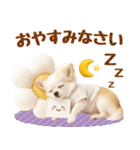 ラフな敬語の癒しチワワ（個別スタンプ：16）