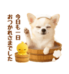 ラフな敬語の癒しチワワ（個別スタンプ：17）