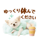 ラフな敬語の癒しチワワ（個別スタンプ：18）