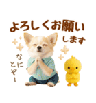ラフな敬語の癒しチワワ（個別スタンプ：19）