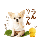 ラフな敬語の癒しチワワ（個別スタンプ：26）