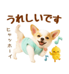 ラフな敬語の癒しチワワ（個別スタンプ：27）