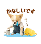 ラフな敬語の癒しチワワ（個別スタンプ：40）