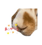 うさぎのフッくん4（個別スタンプ：1）