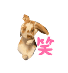 うさぎのフッくん4（個別スタンプ：2）