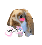 うさぎのフッくん4（個別スタンプ：4）