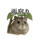 【梅雨入り】雨の日のハムスターの報告（個別スタンプ：7）