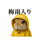 【梅雨入り】雨の日のうさぎの報告会話（個別スタンプ：1）