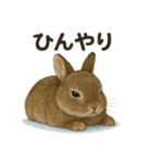 【梅雨入り】雨の日のうさぎの報告会話（個別スタンプ：13）