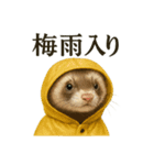 【梅雨入り】雨の日のフェレットの報告（個別スタンプ：1）