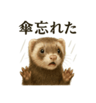 【梅雨入り】雨の日のフェレットの報告（個別スタンプ：3）