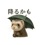 【梅雨入り】雨の日のフェレットの報告（個別スタンプ：6）