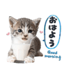 ねこちぃず♡梅雨〜初夏ver（個別スタンプ：1）