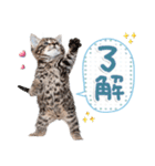 ねこちぃず♡梅雨〜初夏ver（個別スタンプ：3）