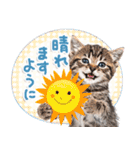 ねこちぃず♡梅雨〜初夏ver（個別スタンプ：4）