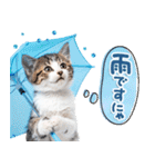 ねこちぃず♡梅雨〜初夏ver（個別スタンプ：5）