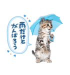 ねこちぃず♡梅雨〜初夏ver（個別スタンプ：6）