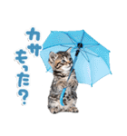 ねこちぃず♡梅雨〜初夏ver（個別スタンプ：7）