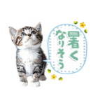 ねこちぃず♡梅雨〜初夏ver（個別スタンプ：8）