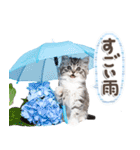 ねこちぃず♡梅雨〜初夏ver（個別スタンプ：9）